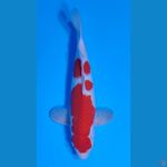 KOHAKU HQ BAKAT JUMBO ~38cm/Male~