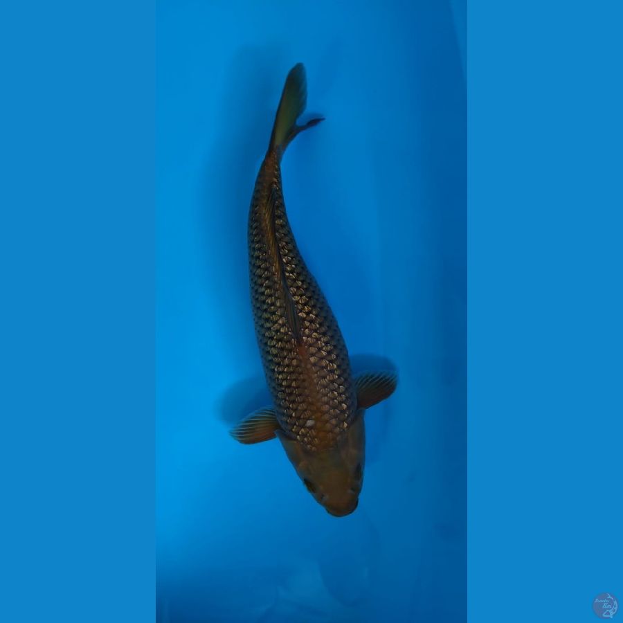 CAGOI KARAMEL GINRIN 40CM MALE