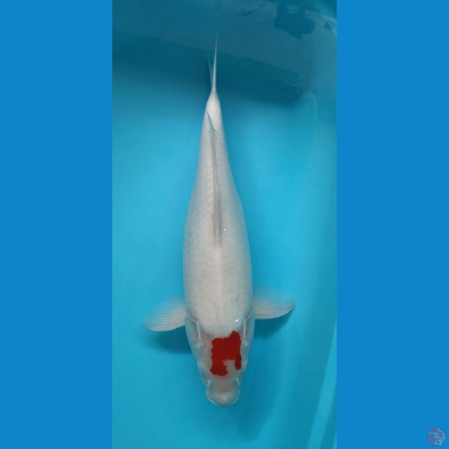 Tancho female //51cm