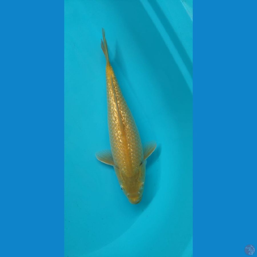 karasi ginrin //f 38cm