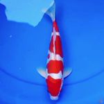 29cm DOITSU KOHAKU BAGUS