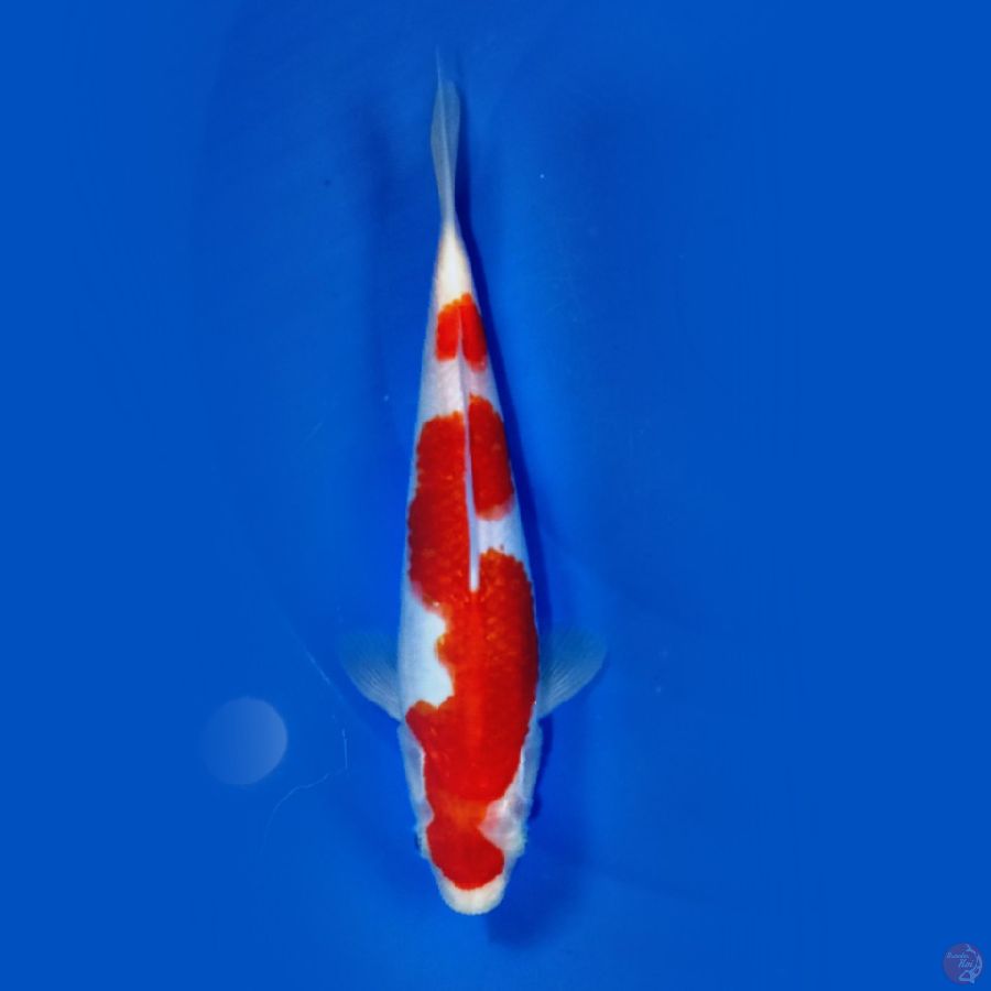 KOHAKU 26.Cm