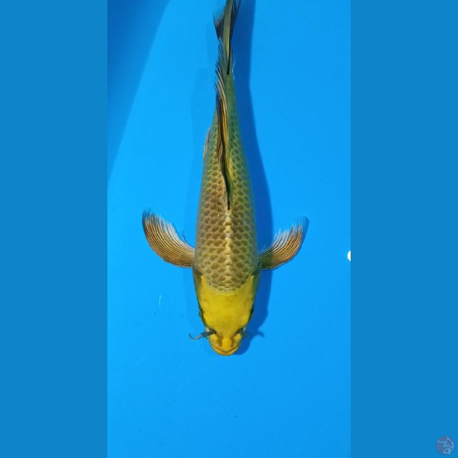 KUMPAY YELLOW MUKASI 30CM MALE