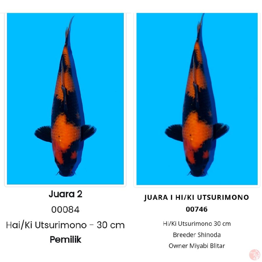 Hiut Import shinoda ( 2x juara )