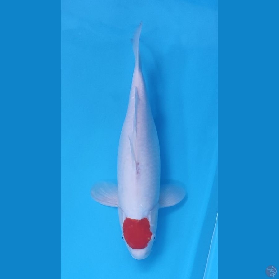 TANCO KOHAKU ORIGINAL ~40cm/Feemale~ (punggung bekas kutu jarum)