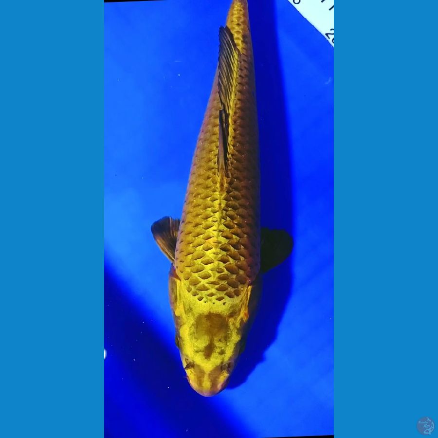 Mukasi Gold 40cm