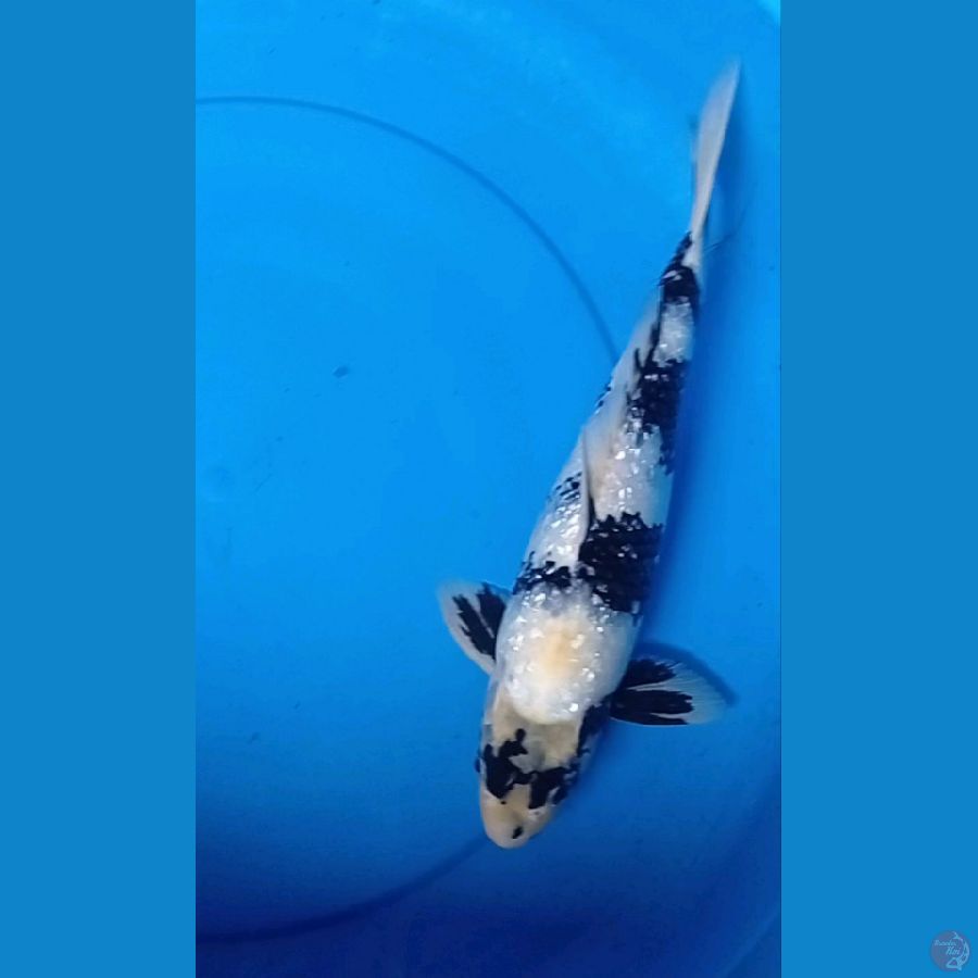 Shiro 35cm Male