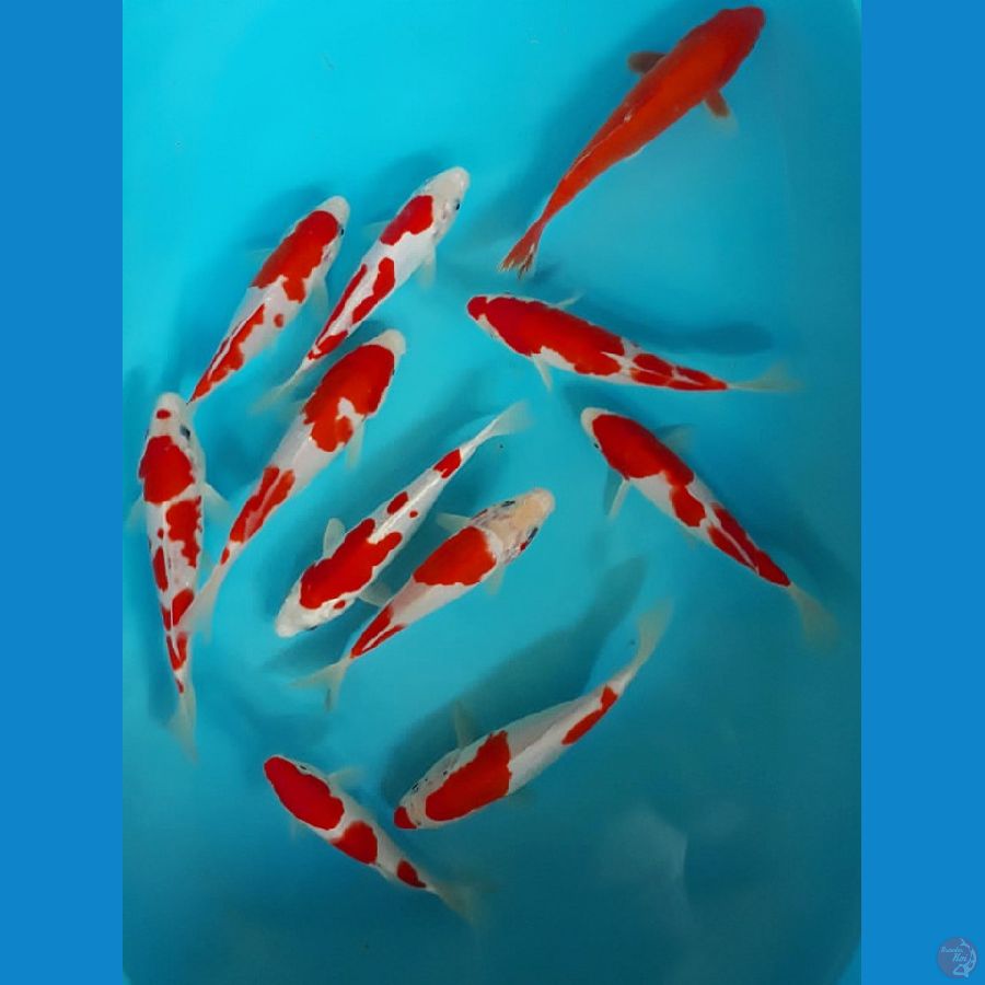 Kohaku, Kikhusui, Benigoi HQ mix 16-20cm