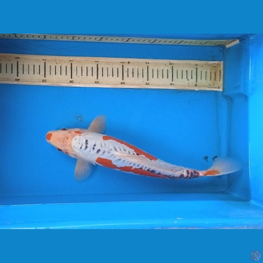 shusui 36 cm