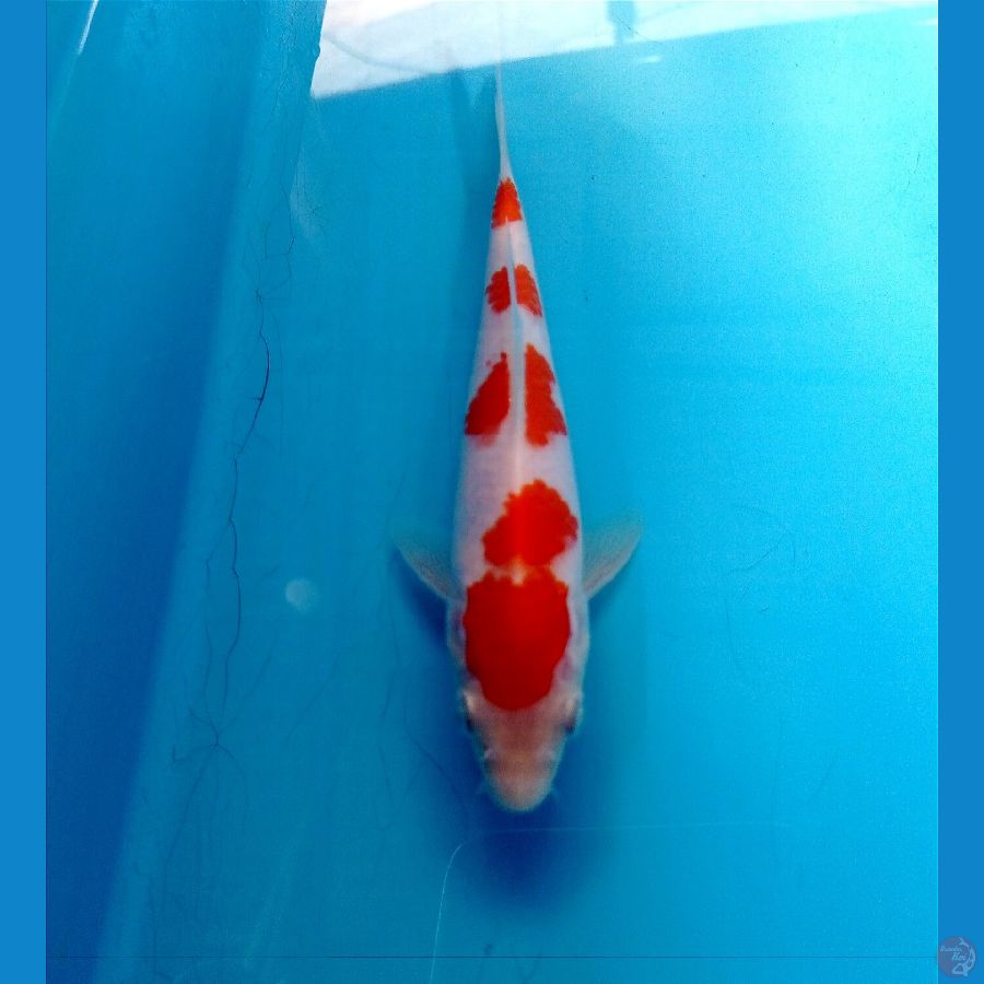 kohaku 14 cm 