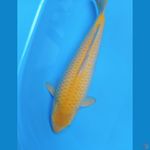 KARASI CORN 38CM MALE