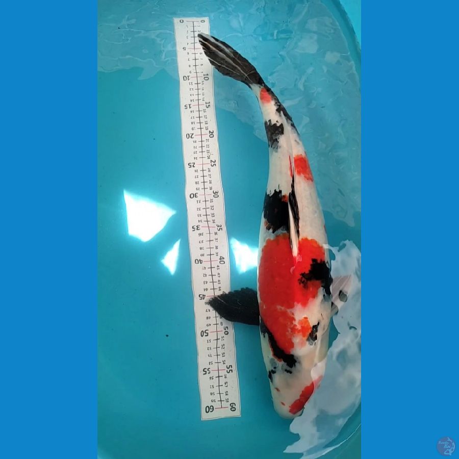 Showa indukan Female 55cm