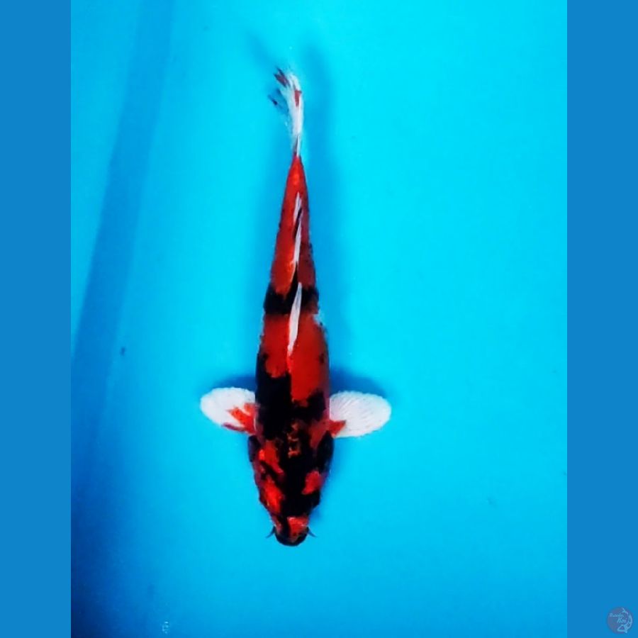 KIN SHOWA MERAH STRONG 24CM MALE