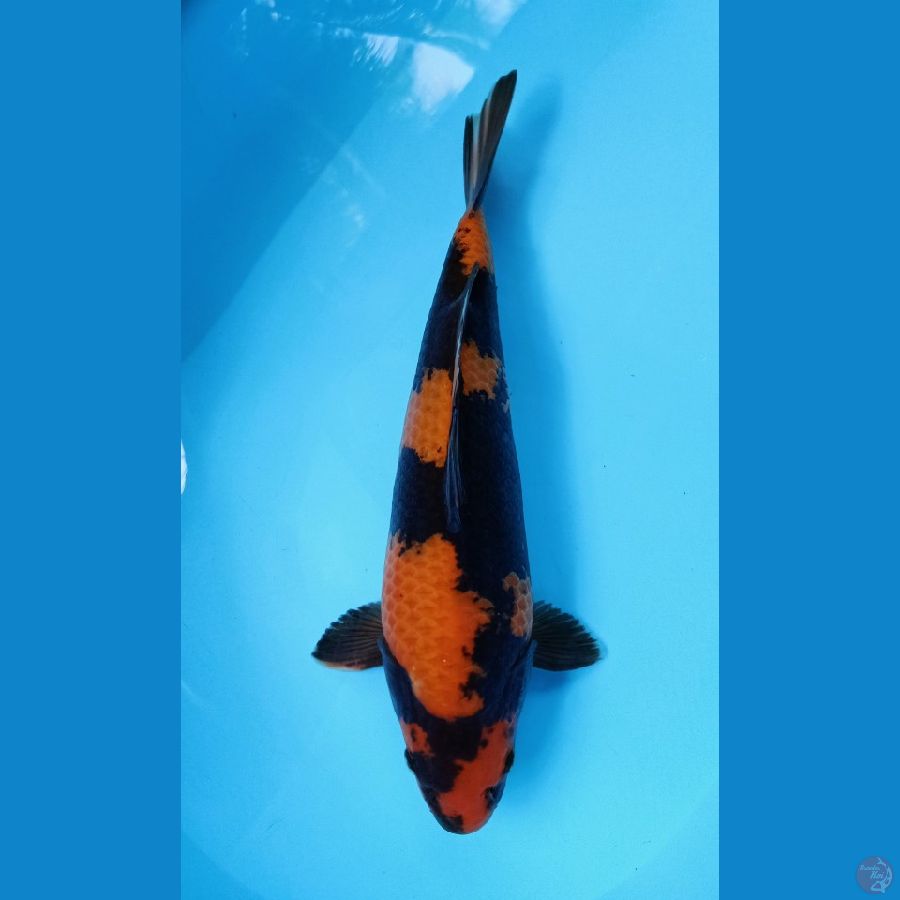 HI-UTSURI 36CM MALE