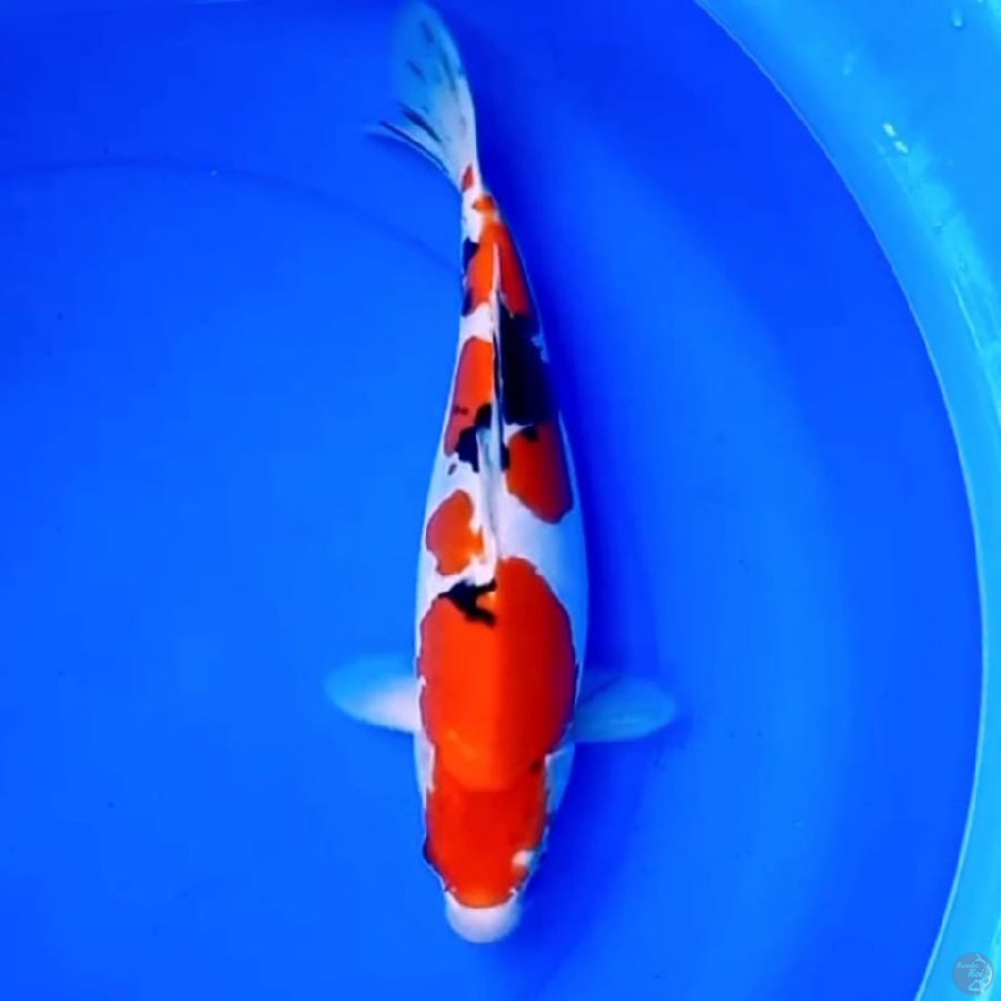 36cm 4 STEP SANKE DOITSU