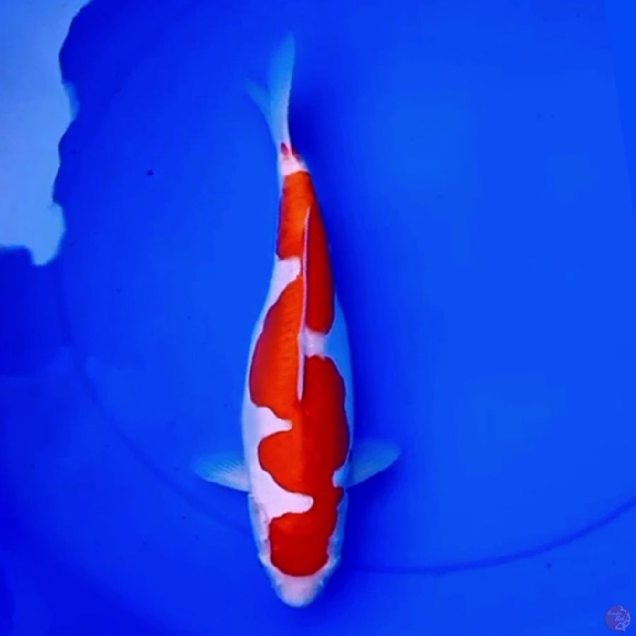 34cm DOITSU KOHAKU NAGA AIR