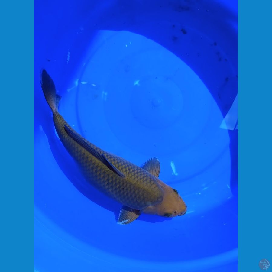 35 cm Chagoi
