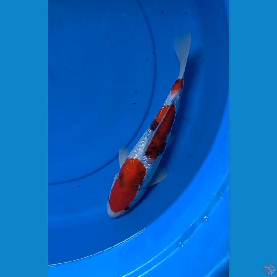 Showa Tategoi SQ 34bu Male