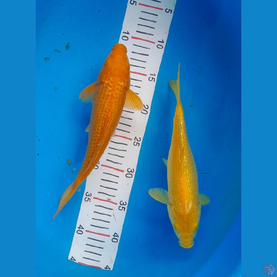 ginrin all MM 25 & 27 cm