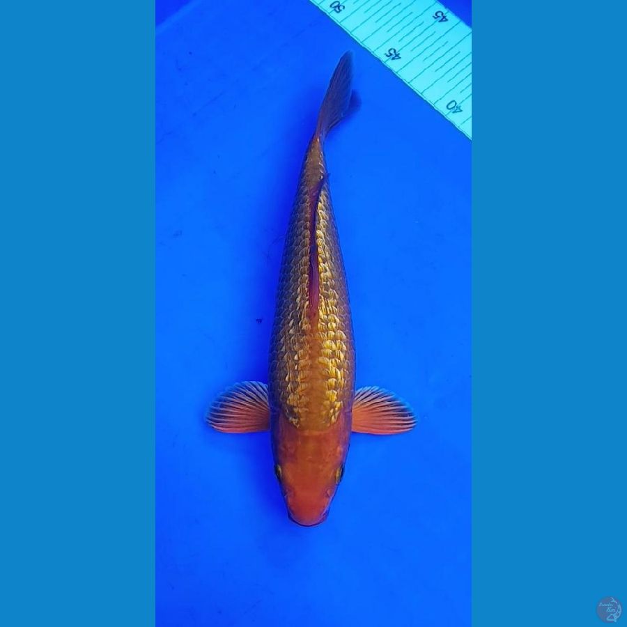 KAEAMEL GINRIN (MALE) 26 cm