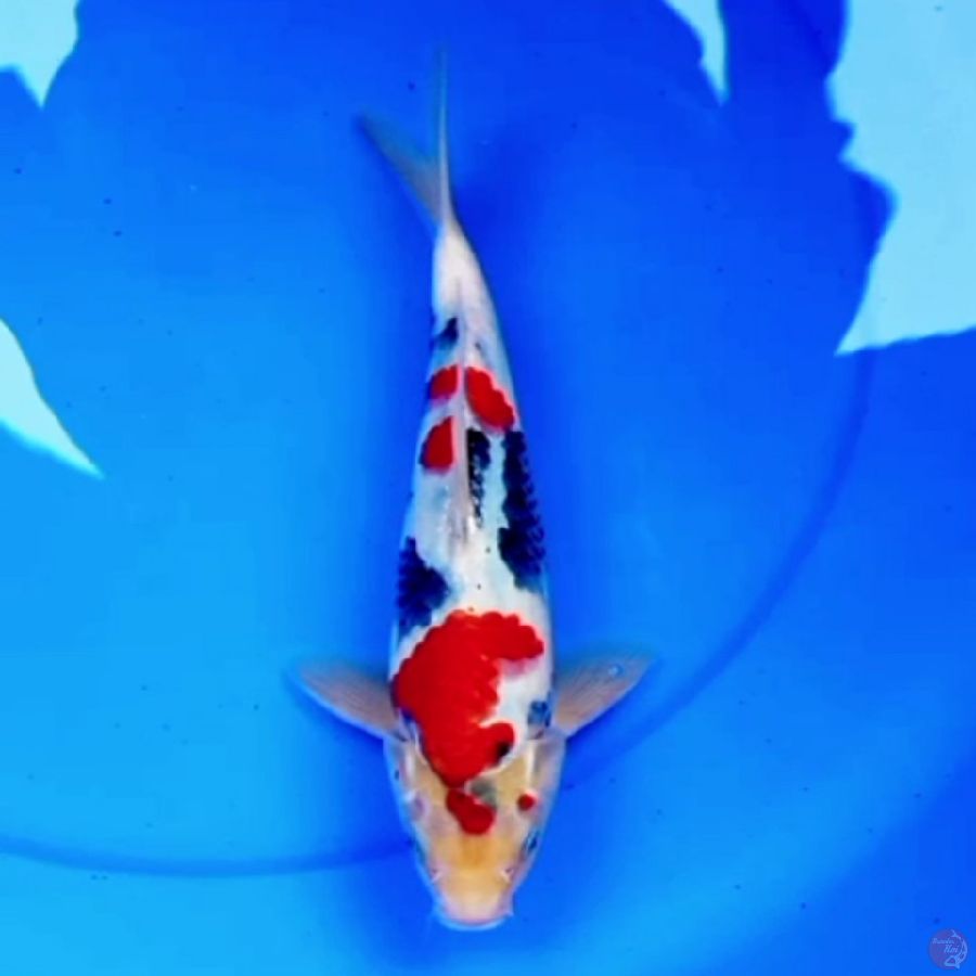 29cm KINDAI SHOWA BERSIH