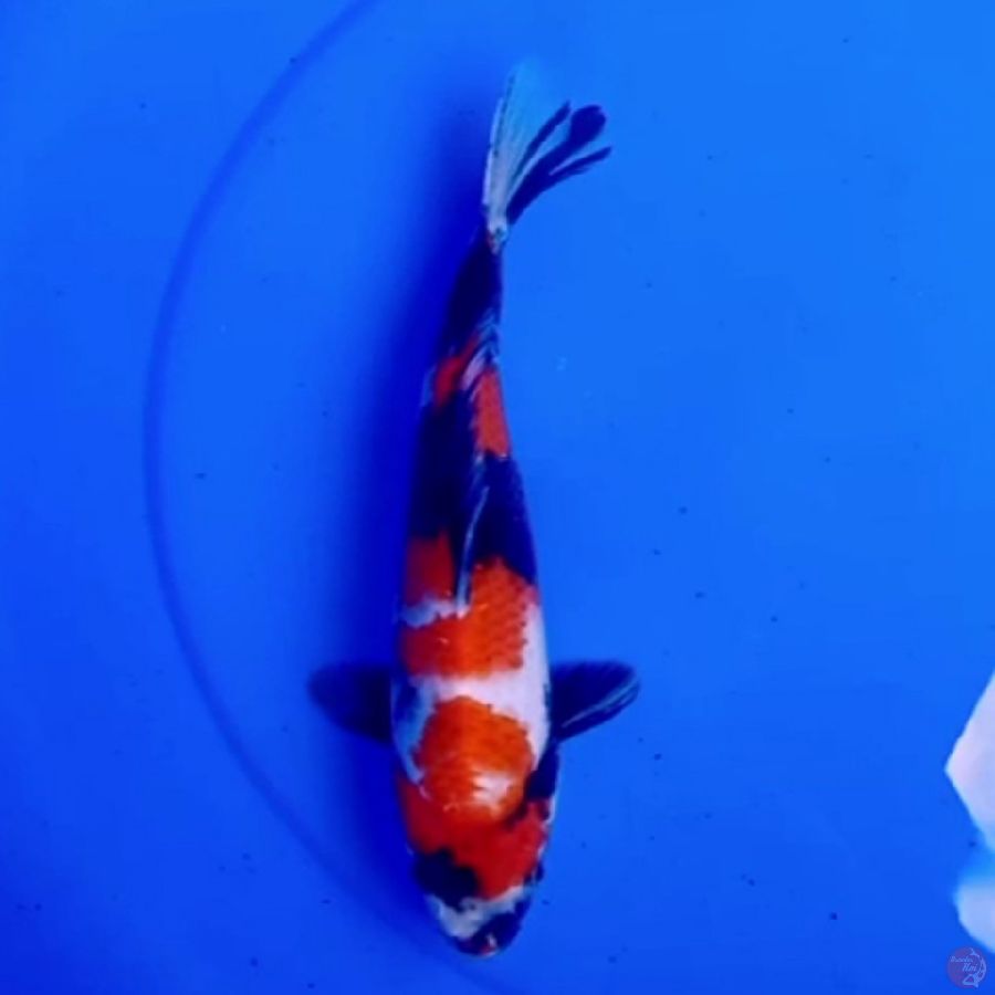 28cm SHOWA SANSHOKU