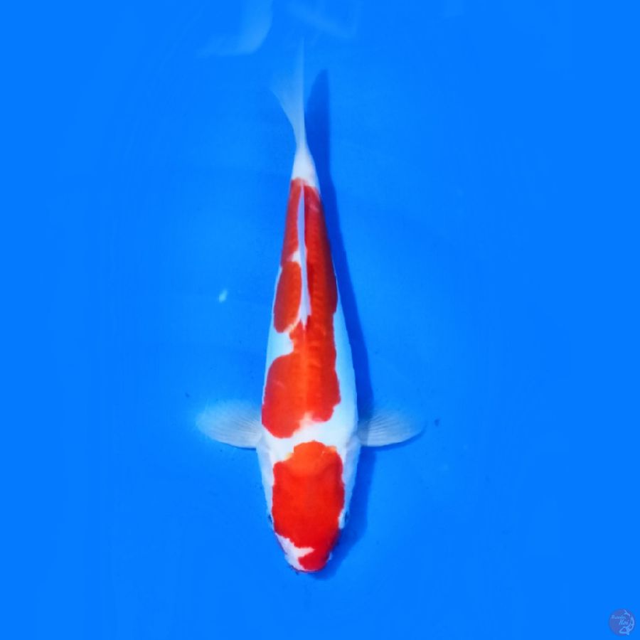 Doit$u Kohaku 22.Cm