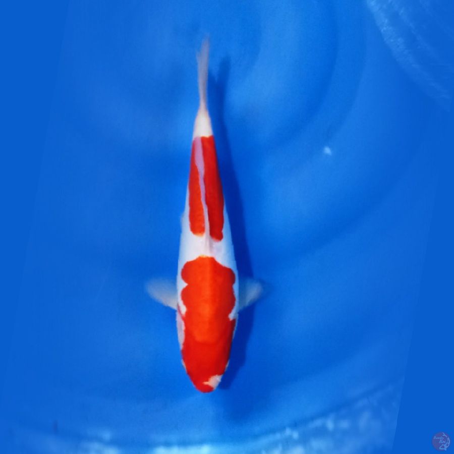 Doit$u Kohaku 25.Cm