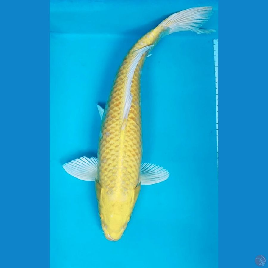 OGON 44CM MALE