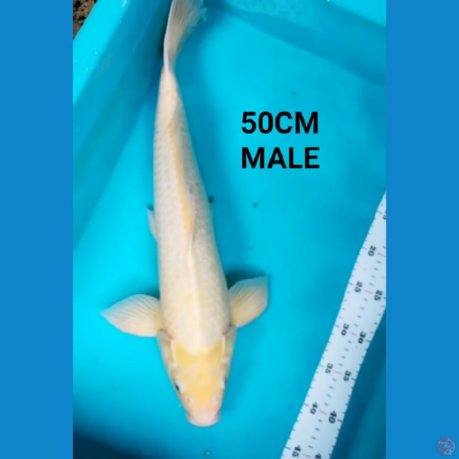 SHIROMUJI 50CM MALE