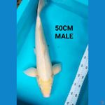 SHIROMUJI 50CM MALE