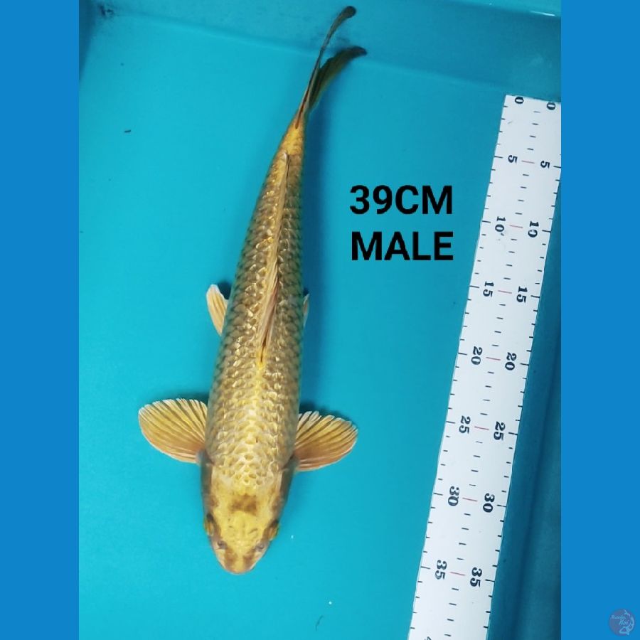 GOLD MUKASHI 39CM MALE