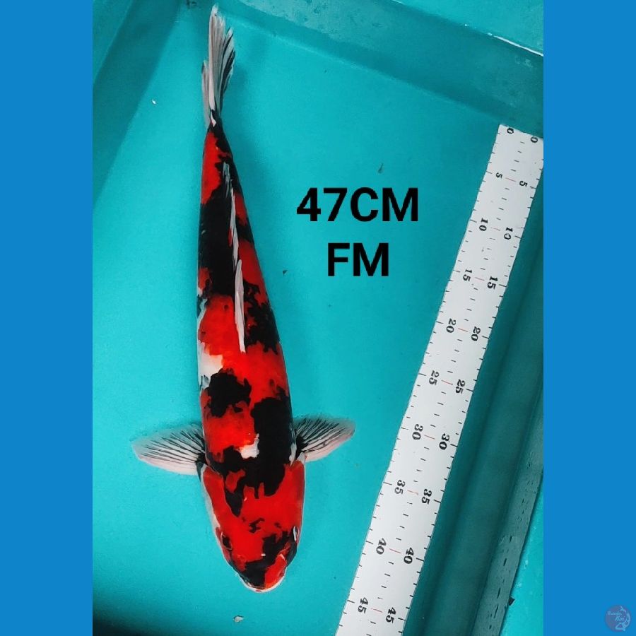 SHOWA STRONG 47CM