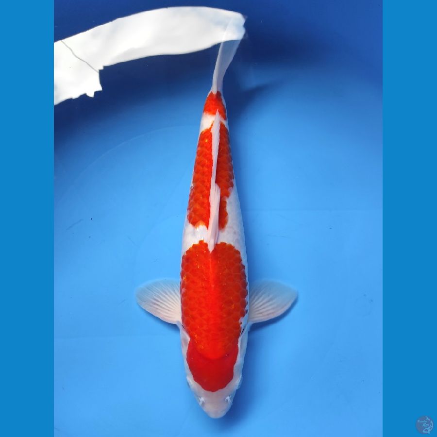 SANDAN KOHAKU 34CM MALE