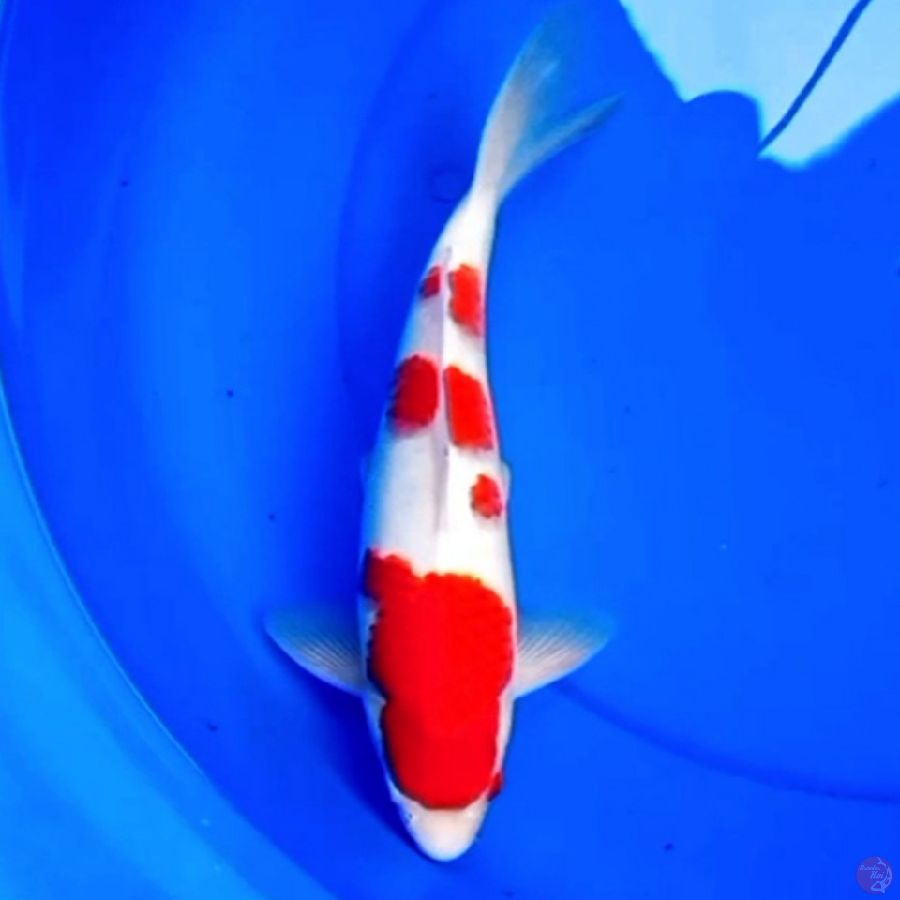 32cm SQ KOHAKU RED DEVILS