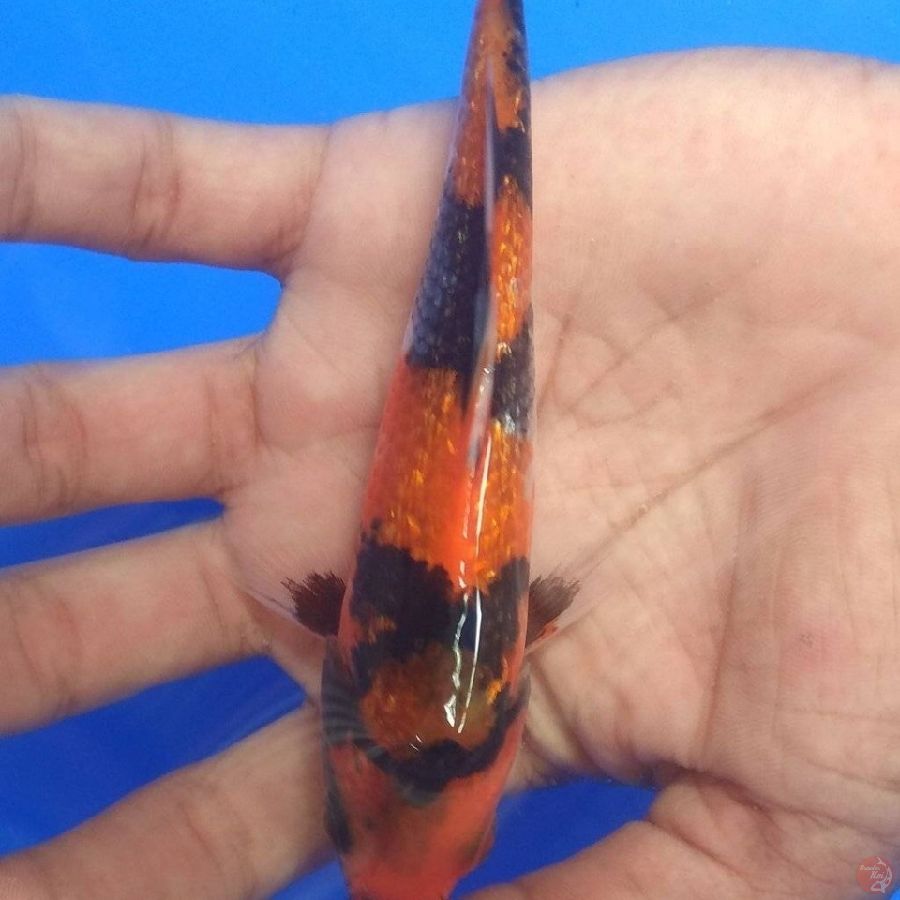 mini showa 13cm