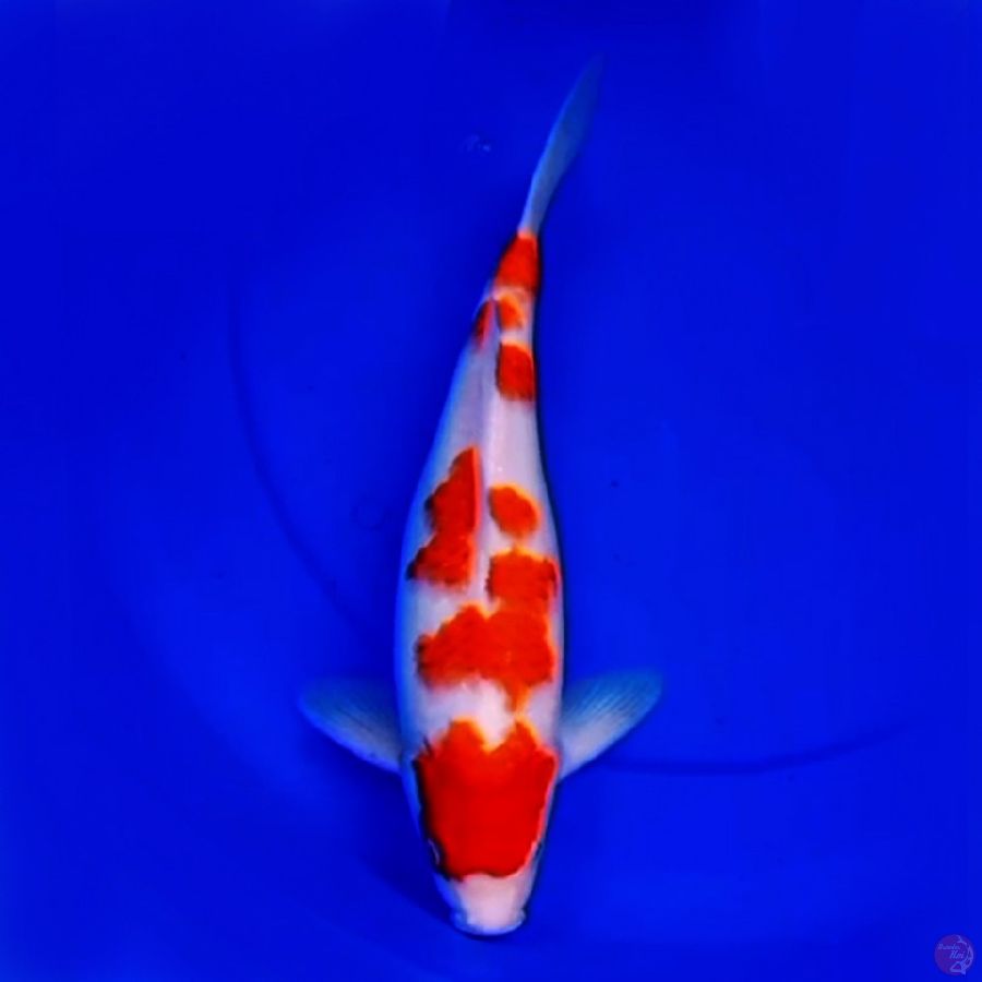 36cm F1 KOHAKU POLA ABSTRAK