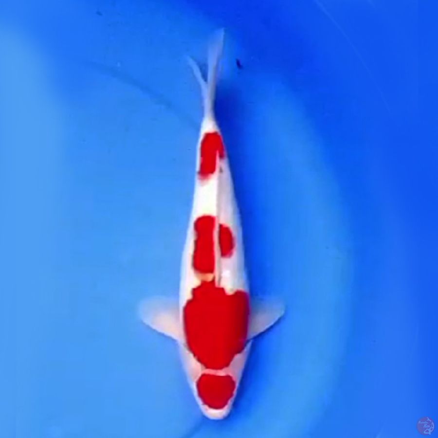 33cm KOHAKU BAGUS STRONG