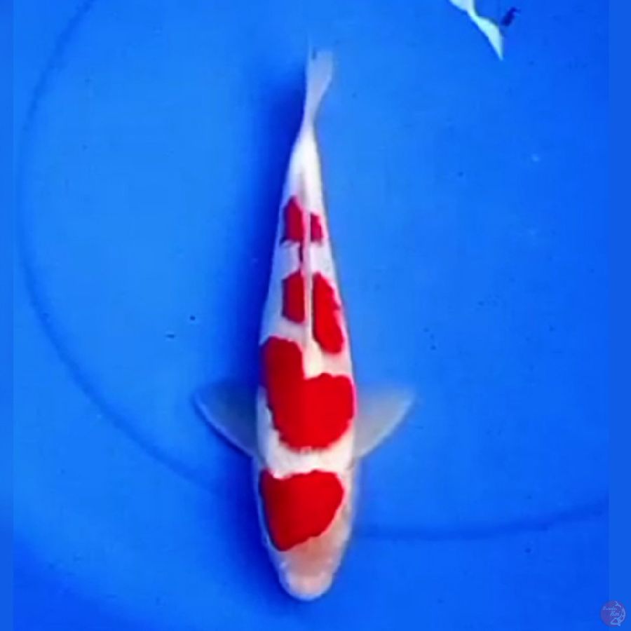 30cm 4STEP KOHAKU