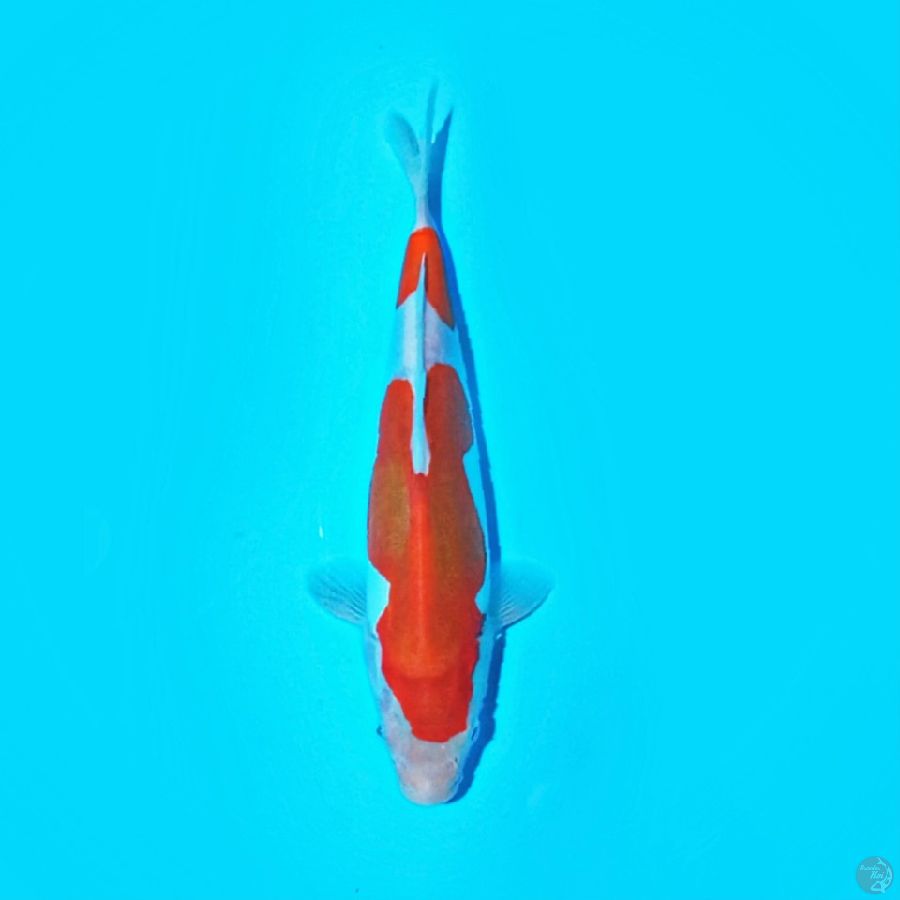 HQ Doit$u KOHAKU 22.cm