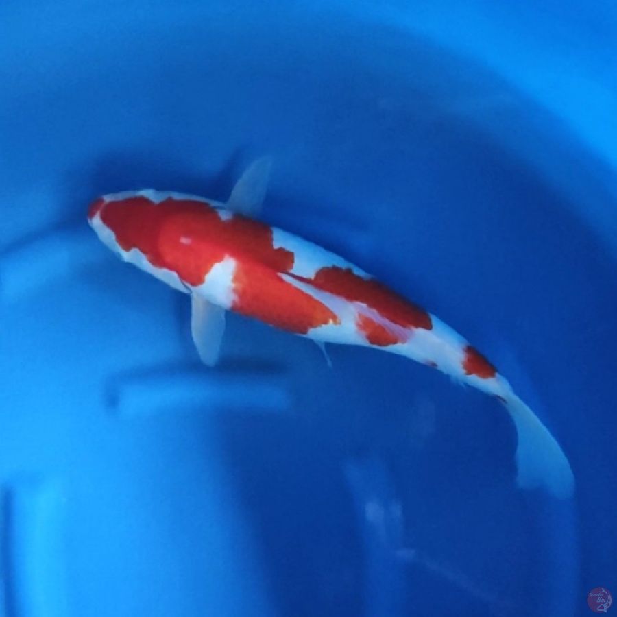 45CM # JUMBO KOHAKU ISTIMEWA - F