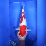 42CM # DOITSU JUMBO KOHAKU - F