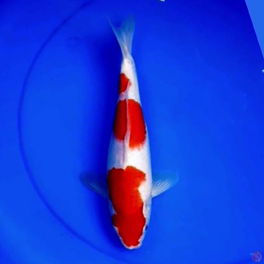 31cm KOHAKU SUPER 3STEP