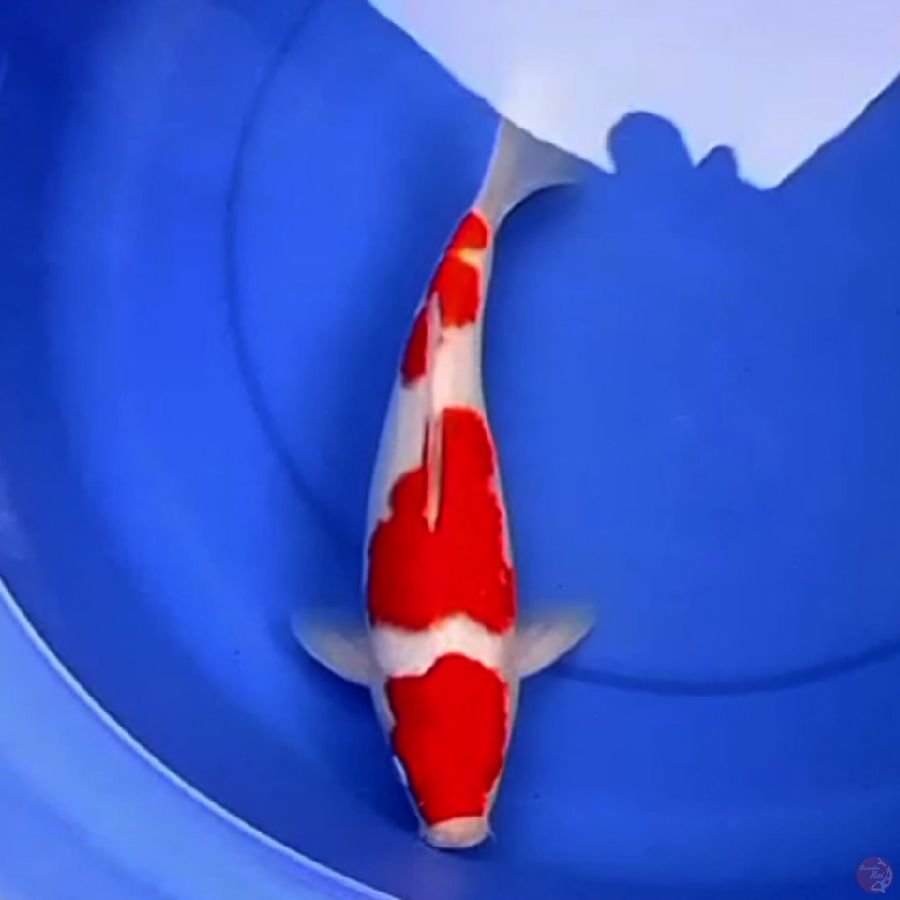 33cm KOHAKU FERRARI BAGUS