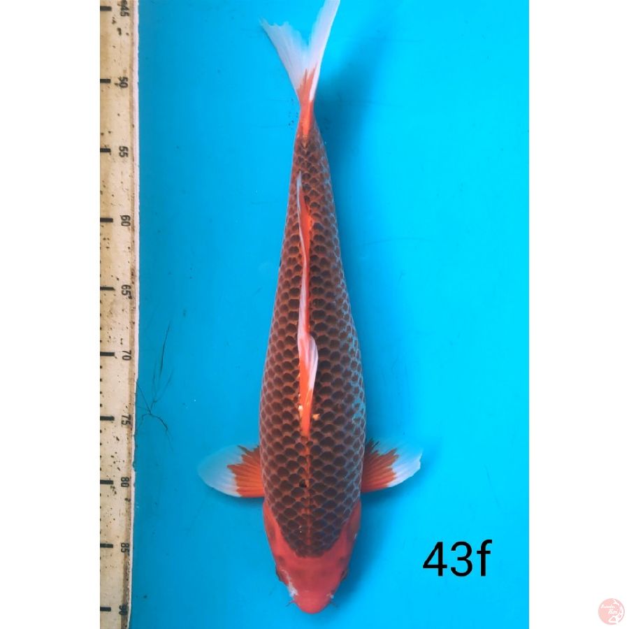 Aka matshuba, 43cm female