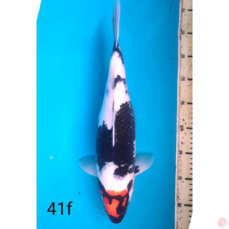 TC showa, 41cm female