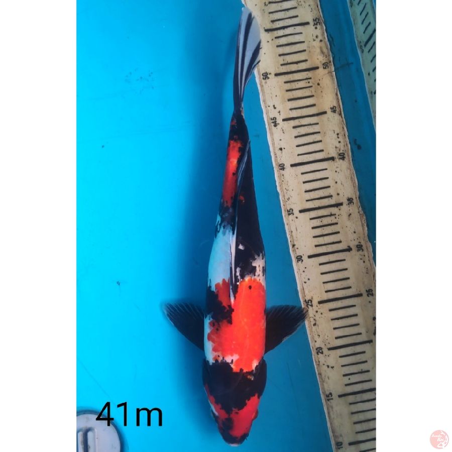 Showa, 41cm male