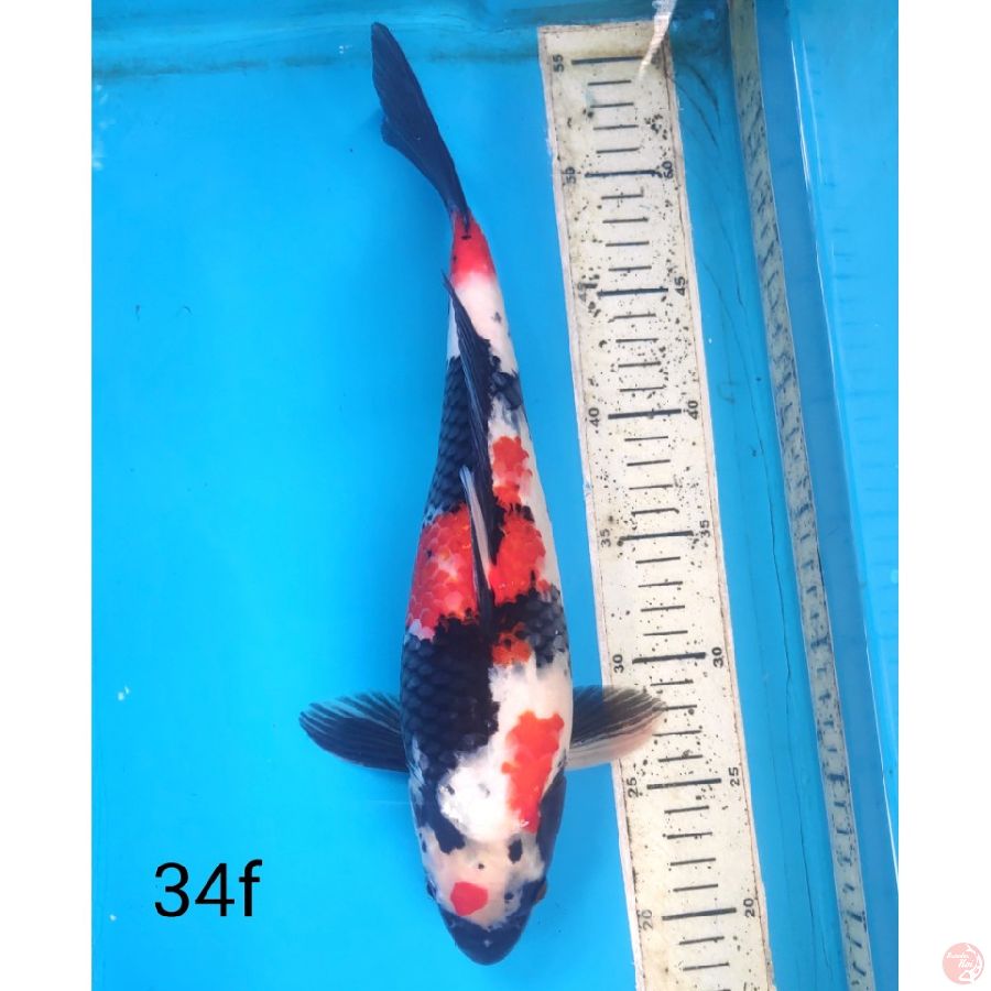 Showa, 34cm Female