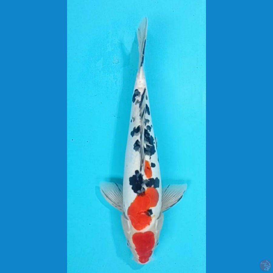 sanke Doit 35 cm