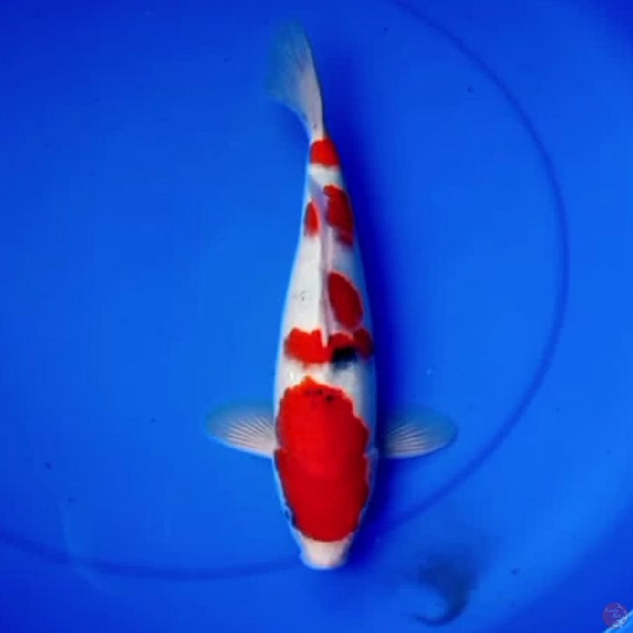 32cm TATEGOI SANKE STRONG